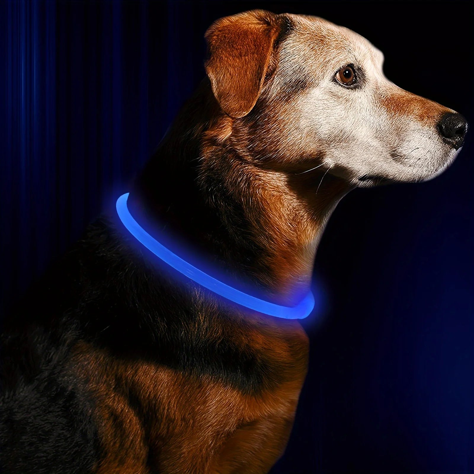 Glow Pup Collar