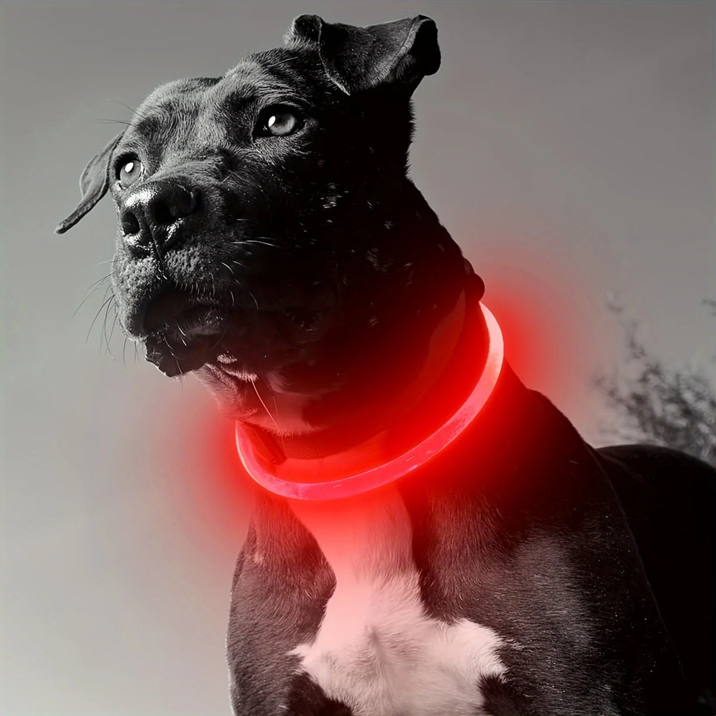 Glow Pup Collar